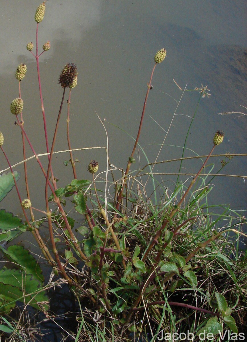 Coleus strobilifer (Roxb.) A.J.Paton